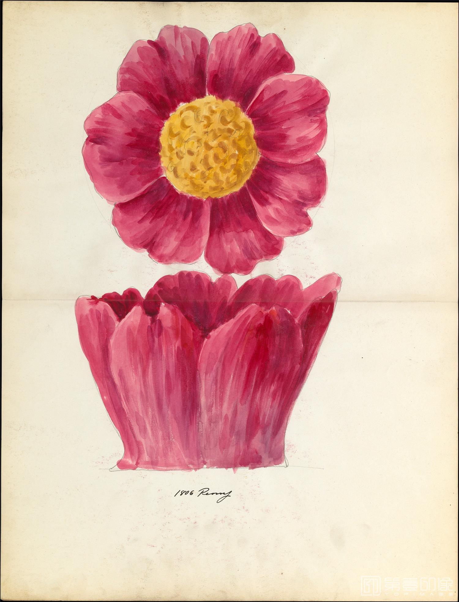 水彩画-美国纽约大都会美术馆素描藏画-Lenox, IncorporatedDesign drawing of peony blossom-1255